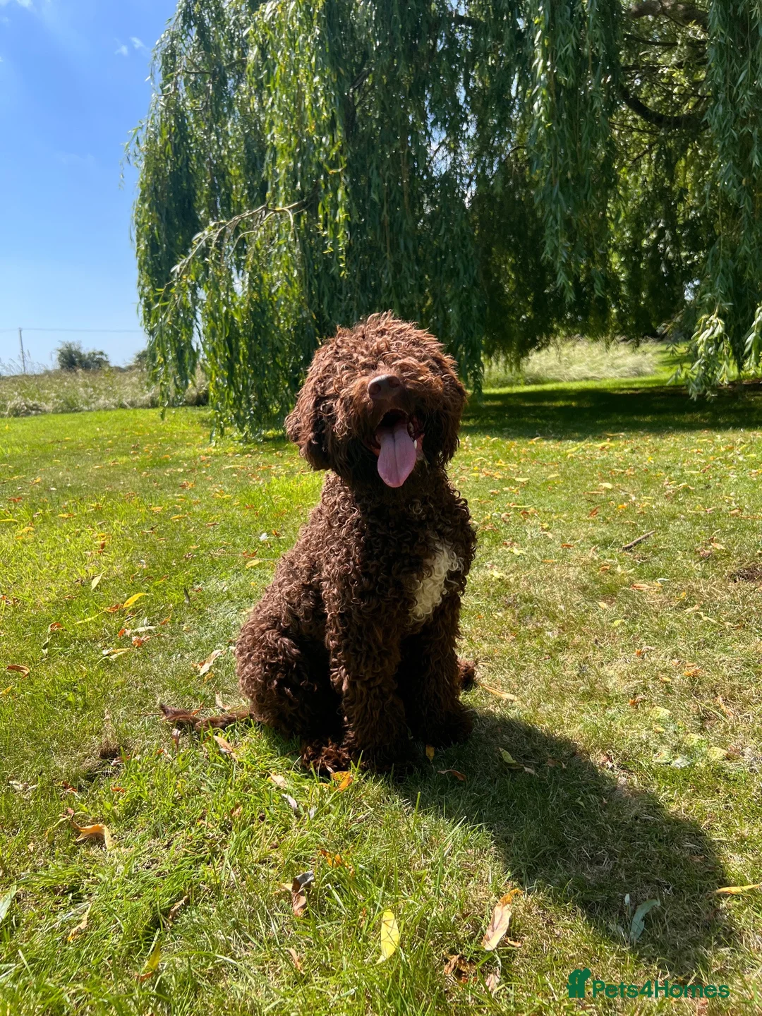 Lagotto Romagnolo dogs for sale: 9 month old Lagotto looking for his forever home - Advert 10