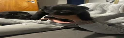 Mixed Breed dogs for sale: Staffrador puppies - Advert 23