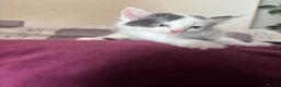 Mixed Breed cats for sale: 5 GORGEOUS KITTENS  - Advert 10