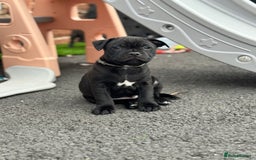 Staffordshire Bull Terrier dogs for sale: Quality black stafford males in Carlisle - Image 19