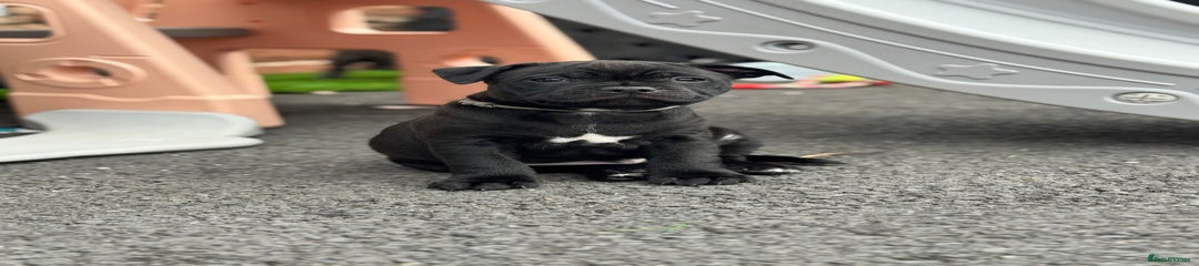 Black puppy grey collar. 