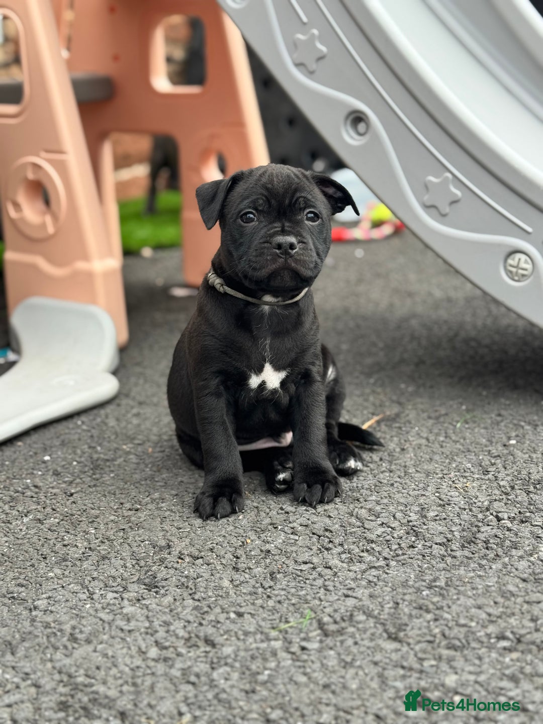 Staffordshire Bull Terrier dogs for sale: Quality black stafford males in Carlisle - Image 19