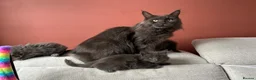 Maine Coon cats for sale: TICA Registered Maine Coon Kittens 1Male 2Females - Advert 3