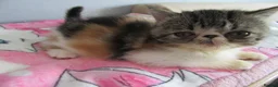 Exotic cats for sale: Super sweet Exotic female kitten READY NOW - Advert 31