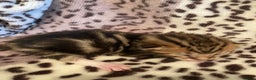 Bengal cats for sale: 4 beautiful Bengal X kittens for sale  - Advert 6