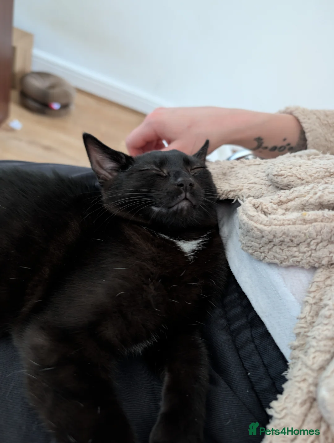 Mixed Breed cats for sale: Little kitten looking for new homr - Advert 2