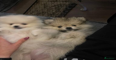 Pomeranian dogs - Advert 5