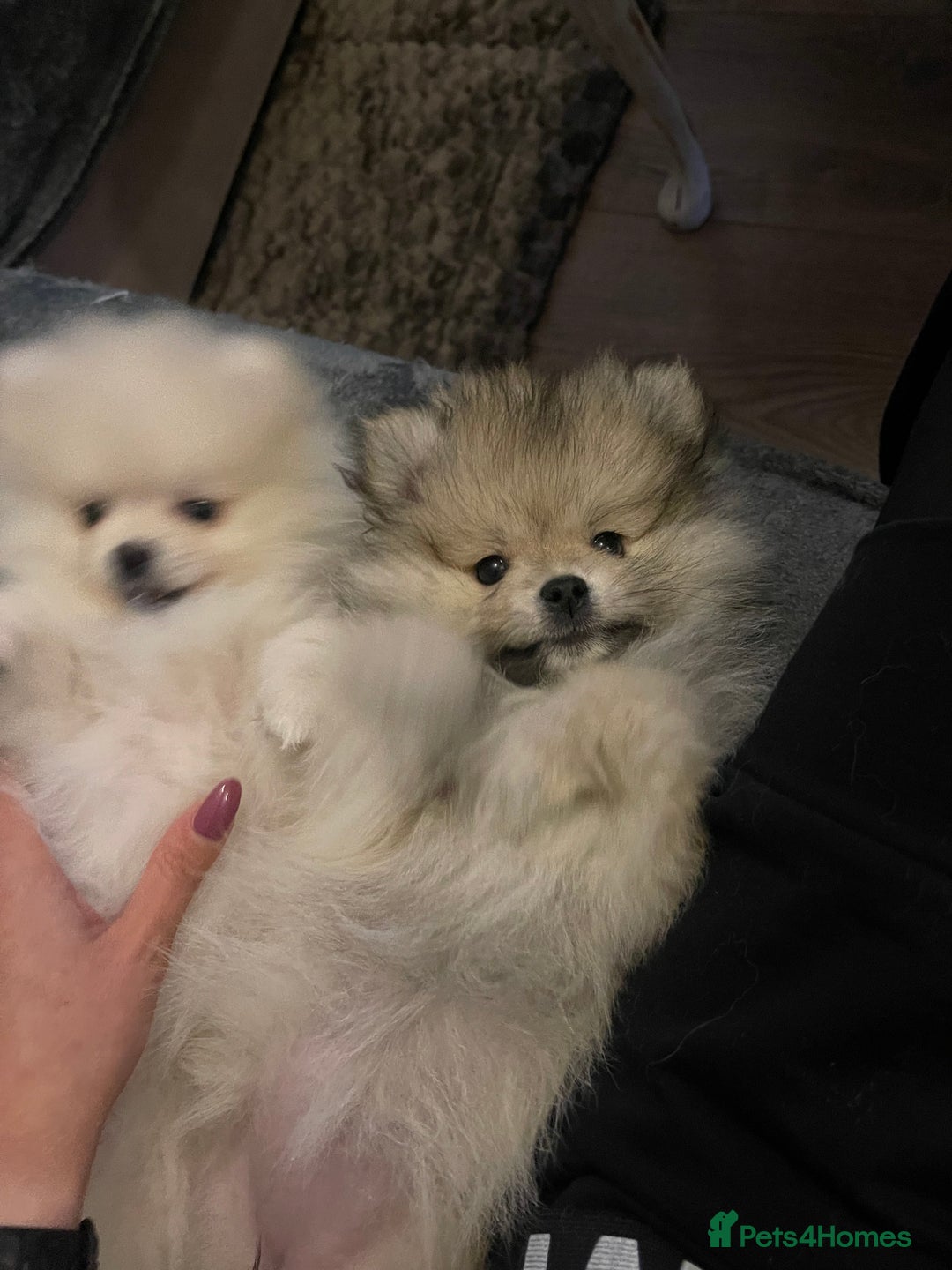 Pomeranian dogs for sale: Pomeranian Puppies – Ready Now - Advert 11
