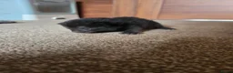 Savannah cats for sale: Savanah x pixie bob - Advert 2