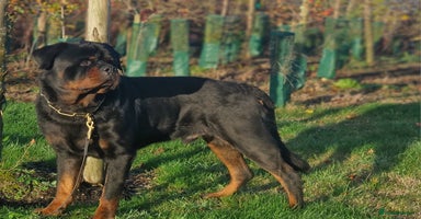 Rottweiler dogs VINNI 🔥 VONNBELLA TOKUGAWA LEYASU Now Available!” - Advert 15