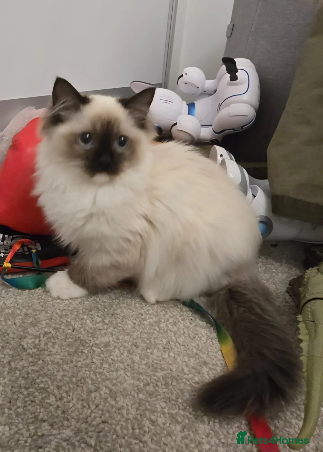 Ragdoll cats for sale: Ragdoll - Advert 10