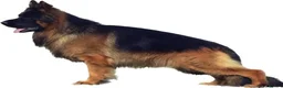 German Shepherd dogs for sale: 💥Champion🩸line KC Reg GermanShepherd puppy’s GSD - Advert 21