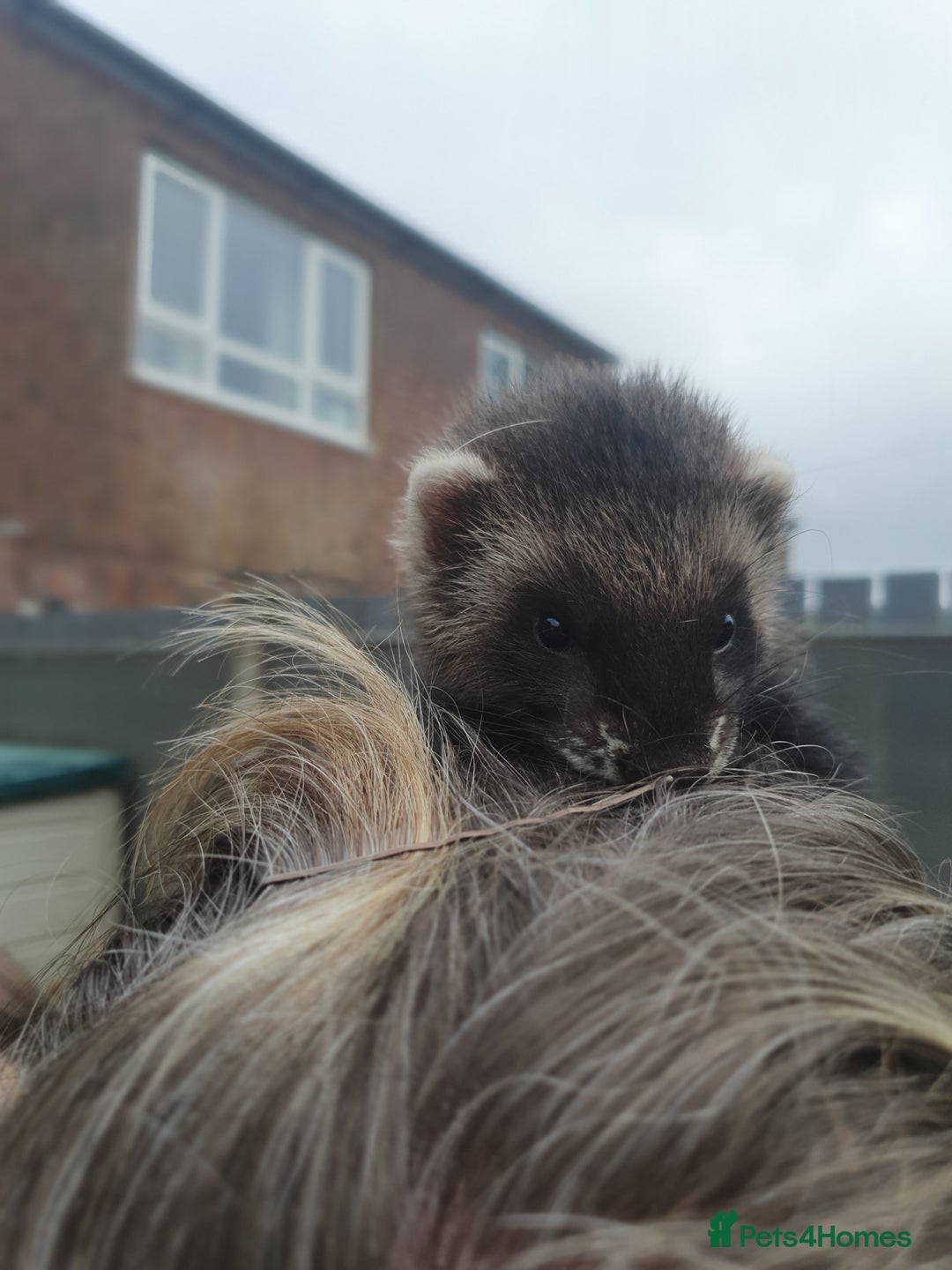 Ferret rodents for sale: Hob ferret  - Image 4