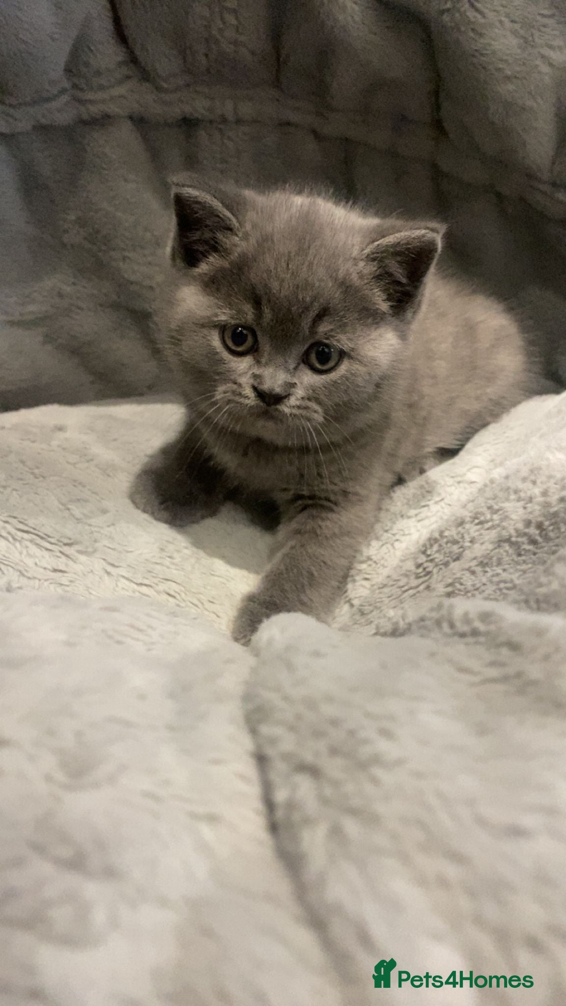 British Shorthair cats  Last boy price drop Bsh - Advert 1