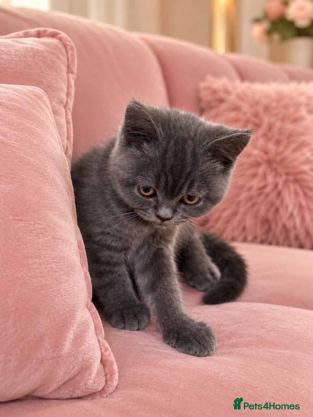 British Shorthair cats Adorable, Litter-Trained Grey Kitten - Advert 2
