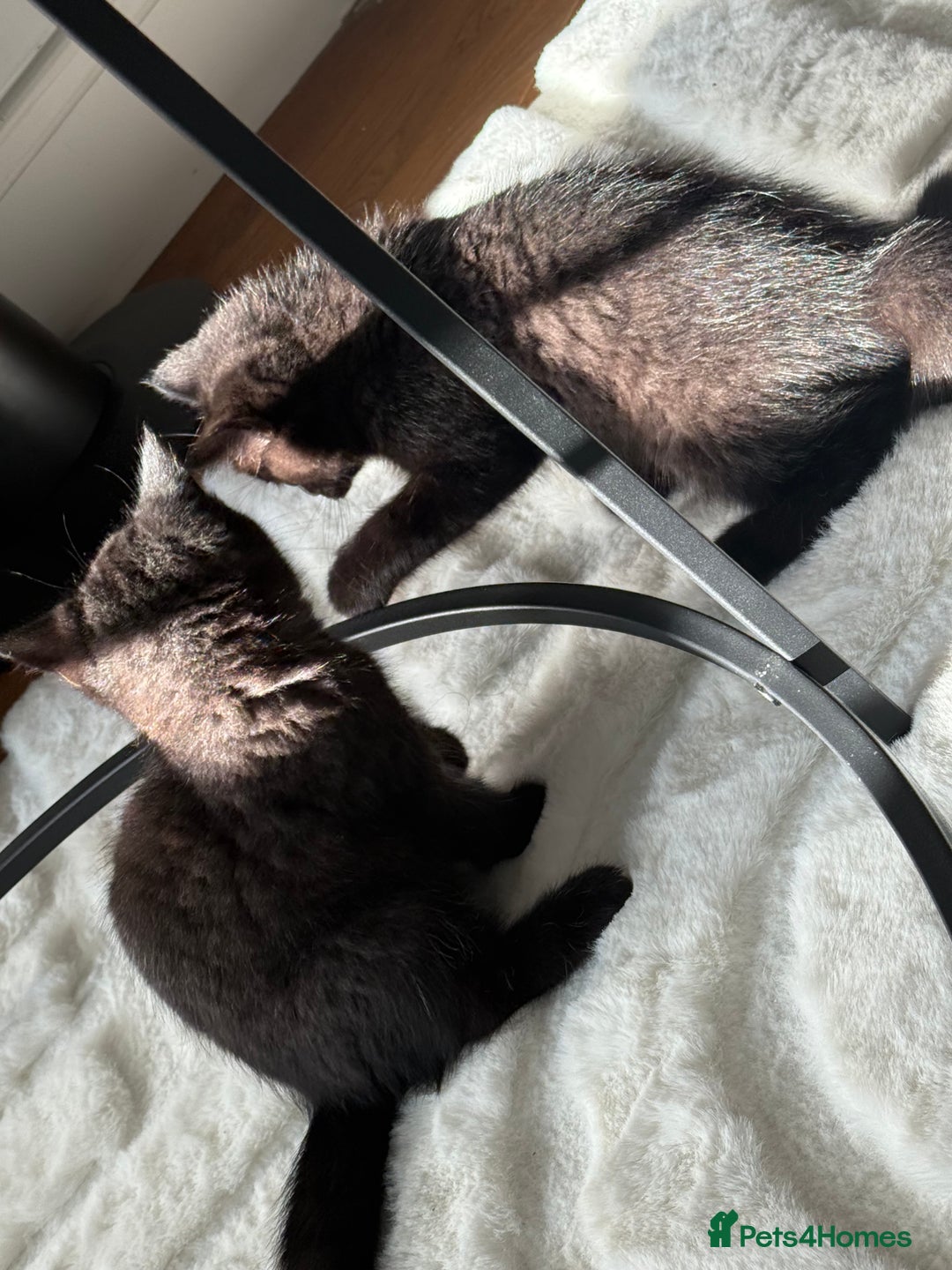 British Shorthair cats for sale: Fluffy Chocolate British Shorthair Kittens 🐾 - Image 34