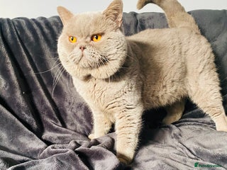 British Shorthair cats in Northolt - Advert 9