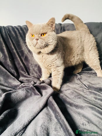 British Shorthair cats in Northolt - Advert 12
