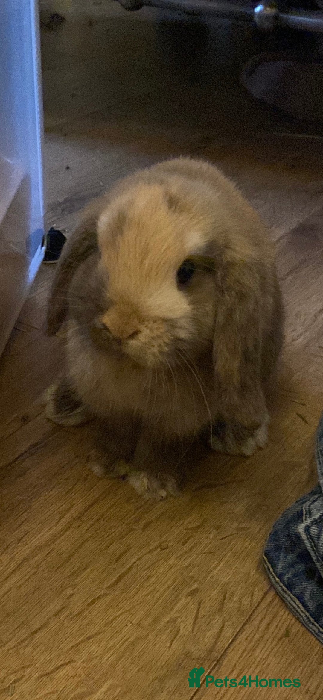 Mini Lop rabbits for sale: 2 harli mini lops males 10 weeks - Advert 4