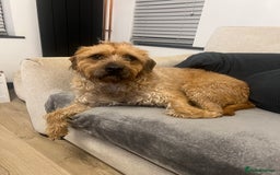 Mixed Breed dogs for sale: English bulldog x poodle  - Advert 2