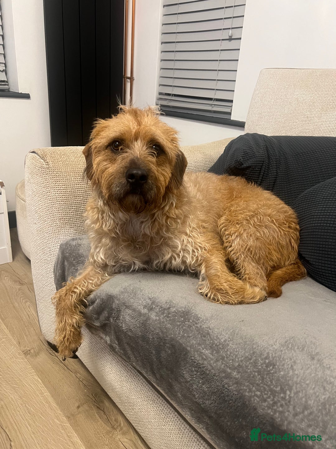 Mixed Breed dogs for sale: English bulldog x poodle  - Advert 2