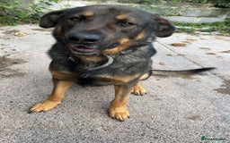 Mixed Breed dogs for sale: Alfie - Image 1