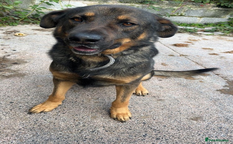 Mixed Breed dogs - Advert 4