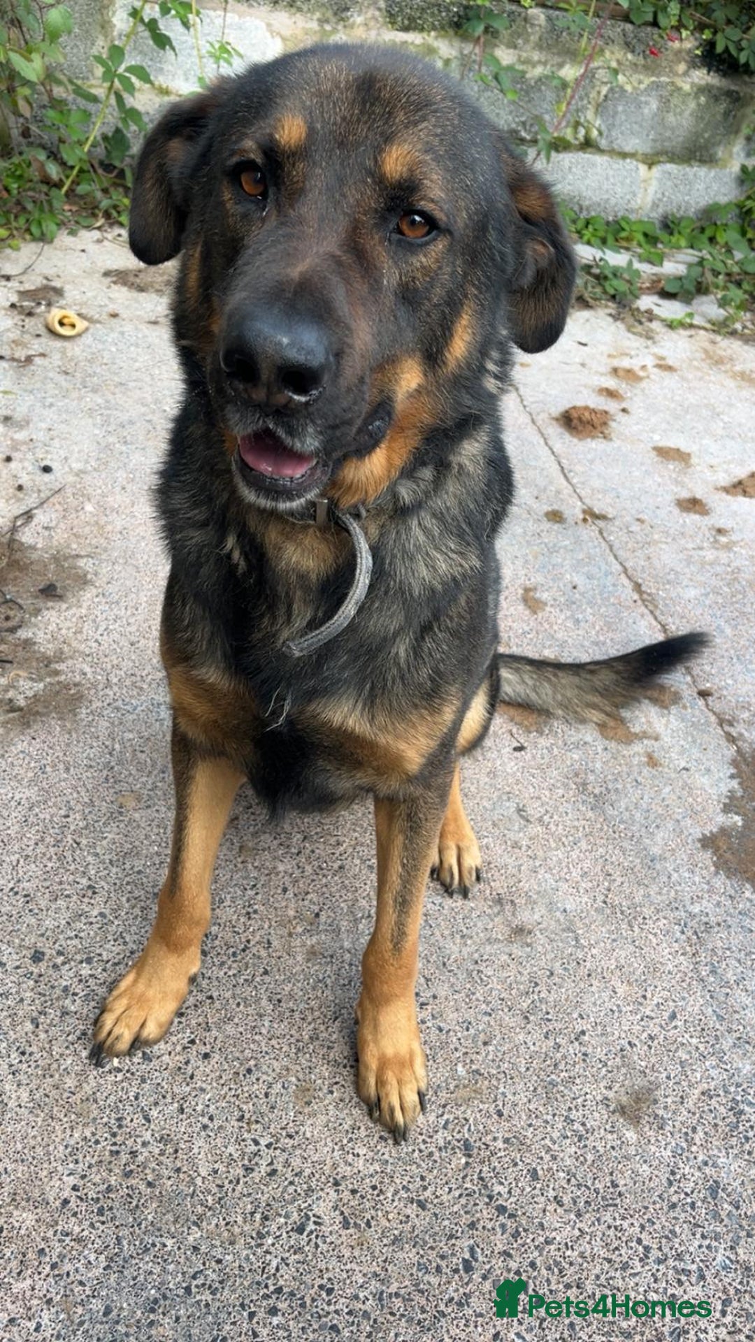 Mixed Breed dogs for sale: Alfie - Image 1