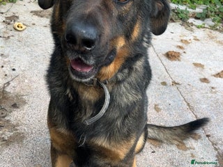 Mixed Breed dogs - Advert 8