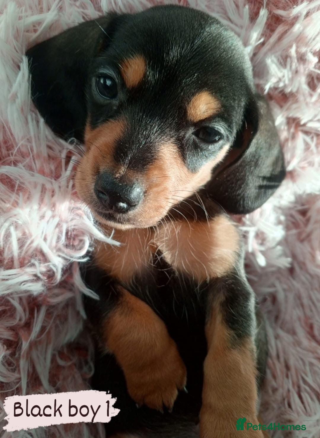 Miniature Dachshund dogs for sale: ✨ Miniature Dachshund– 6 Beautiful Pups! ✨ - Advert 16