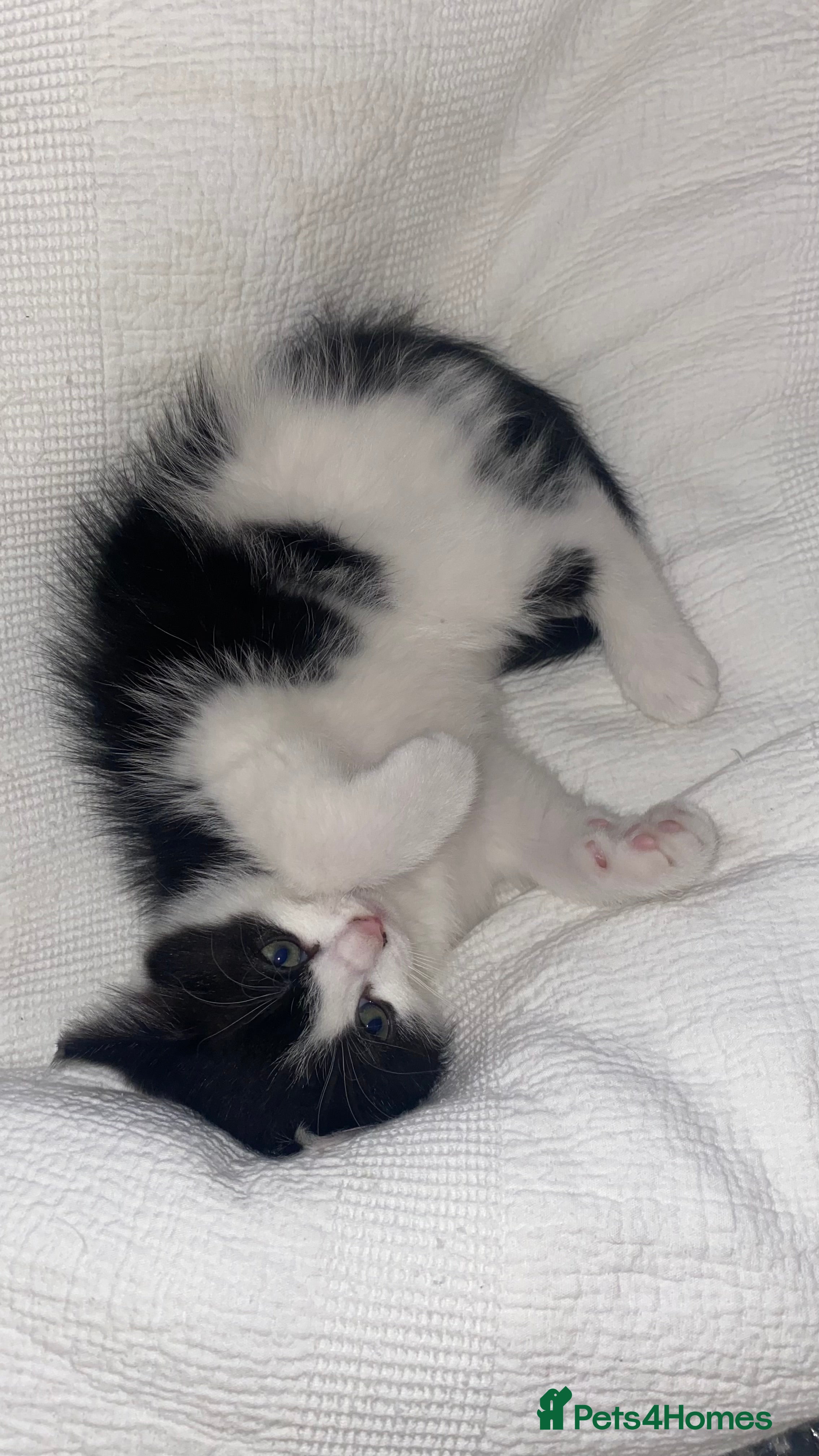 Mixed Breed cats Mixed breed ragdoll kittens  - Advert 2