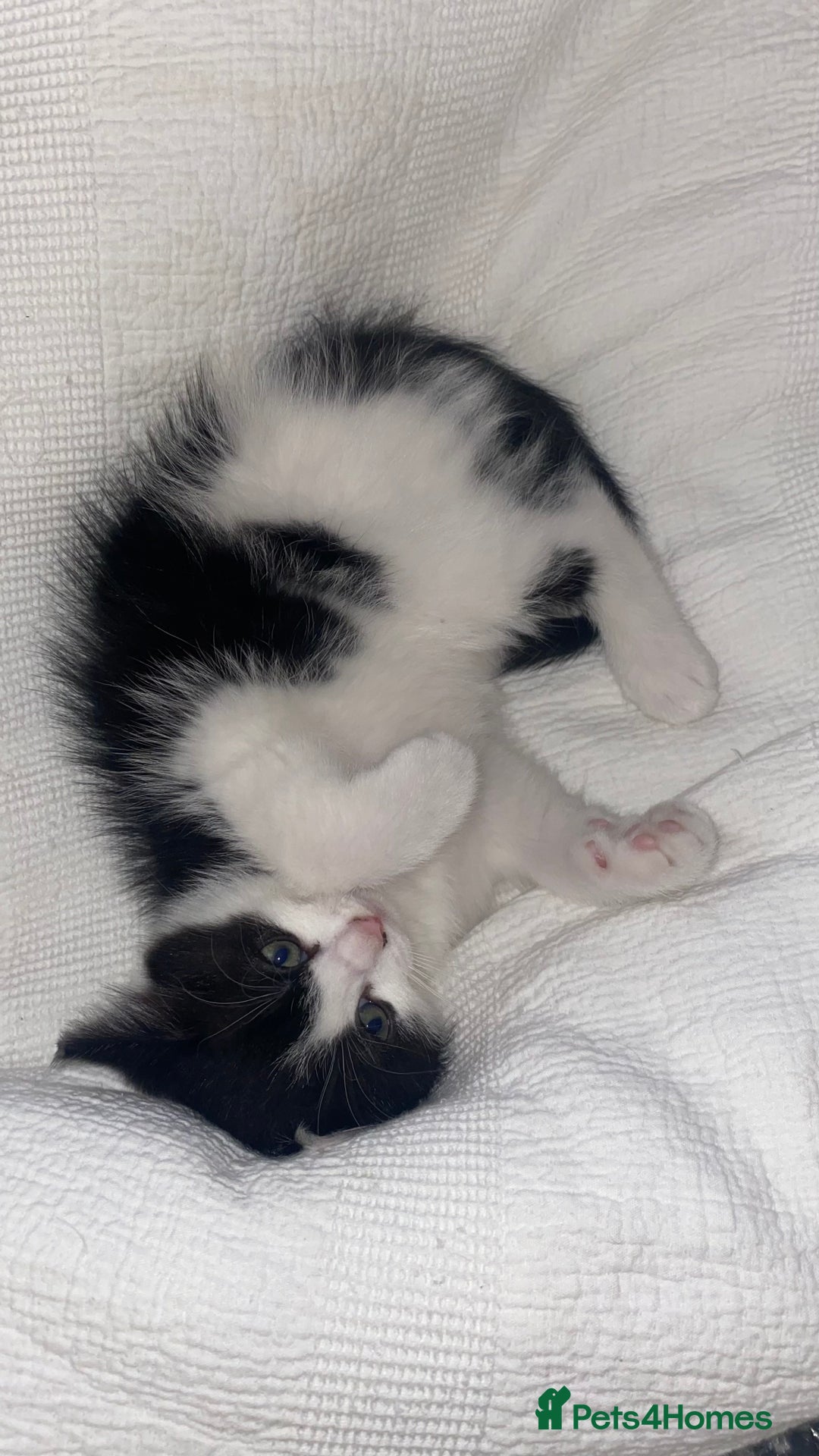 Mixed Breed cats for sale: Mixed breed ragdoll kittens  - Image 1