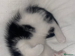 Mixed Breed cats - Advert 33