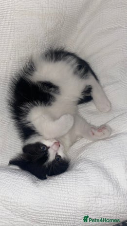 Mixed Breed cats - Advert 4
