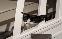 British Shorthair cats for sale: Bonny Boy - Image 1