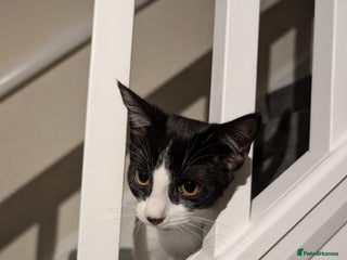 British Shorthair cats - Advert 4