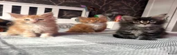 Maine Coon cats for sale: BEAUTIFUL MAINE COON KITTENS LOOKING FOR NEW HOME - Advert 29