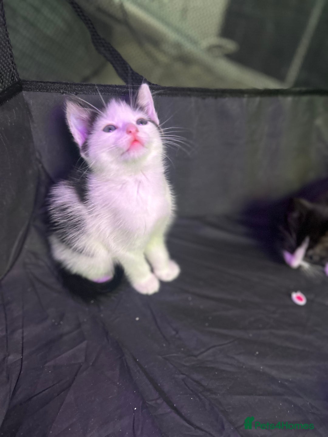 Mixed Breed cats for sale: 🐾 Kittens Ready for Their Forever Homes 🐾 - Image 3