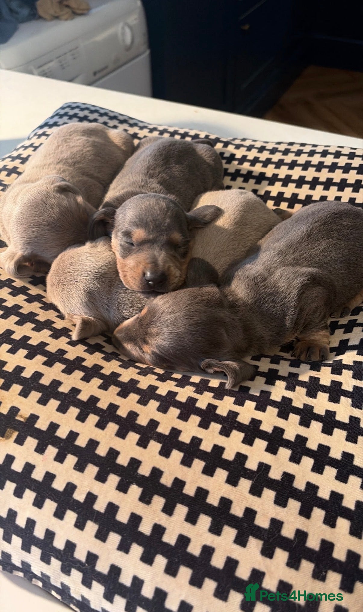 Miniature Dachshund dogs Mini dachshund 3 left  - Advert 2