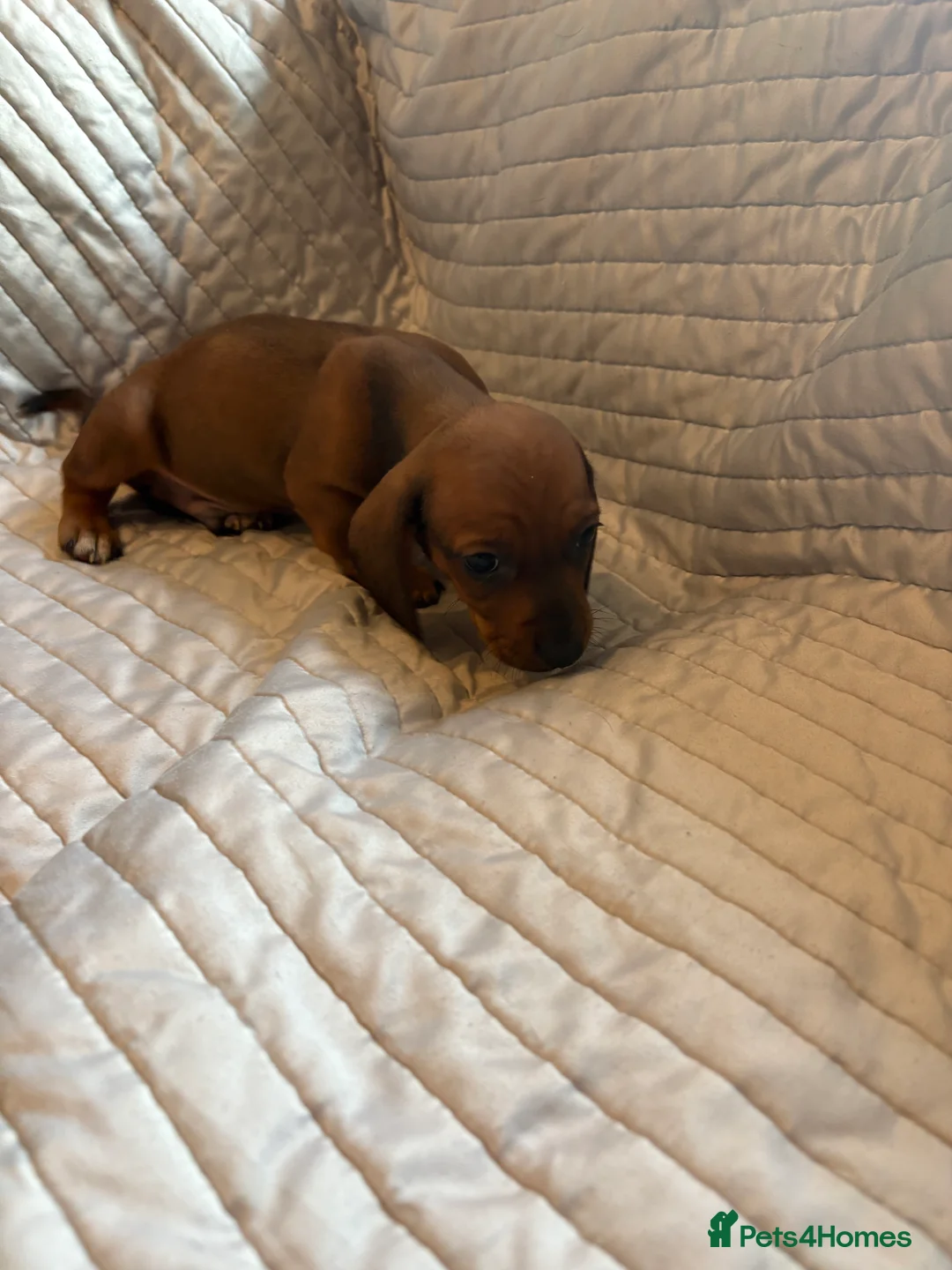 Dachshund dogs for sale: Standard Dachshund puppies for sale  - Advert 21
