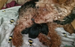 Mixed Breed dogs for sale: 3 x Fox Terrier crossed Welsh Terrier pups - Image 11