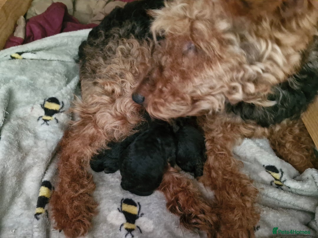 Mixed Breed dogs for sale: 3 x Fox Terrier crossed Welsh Terrier pups - Image 11
