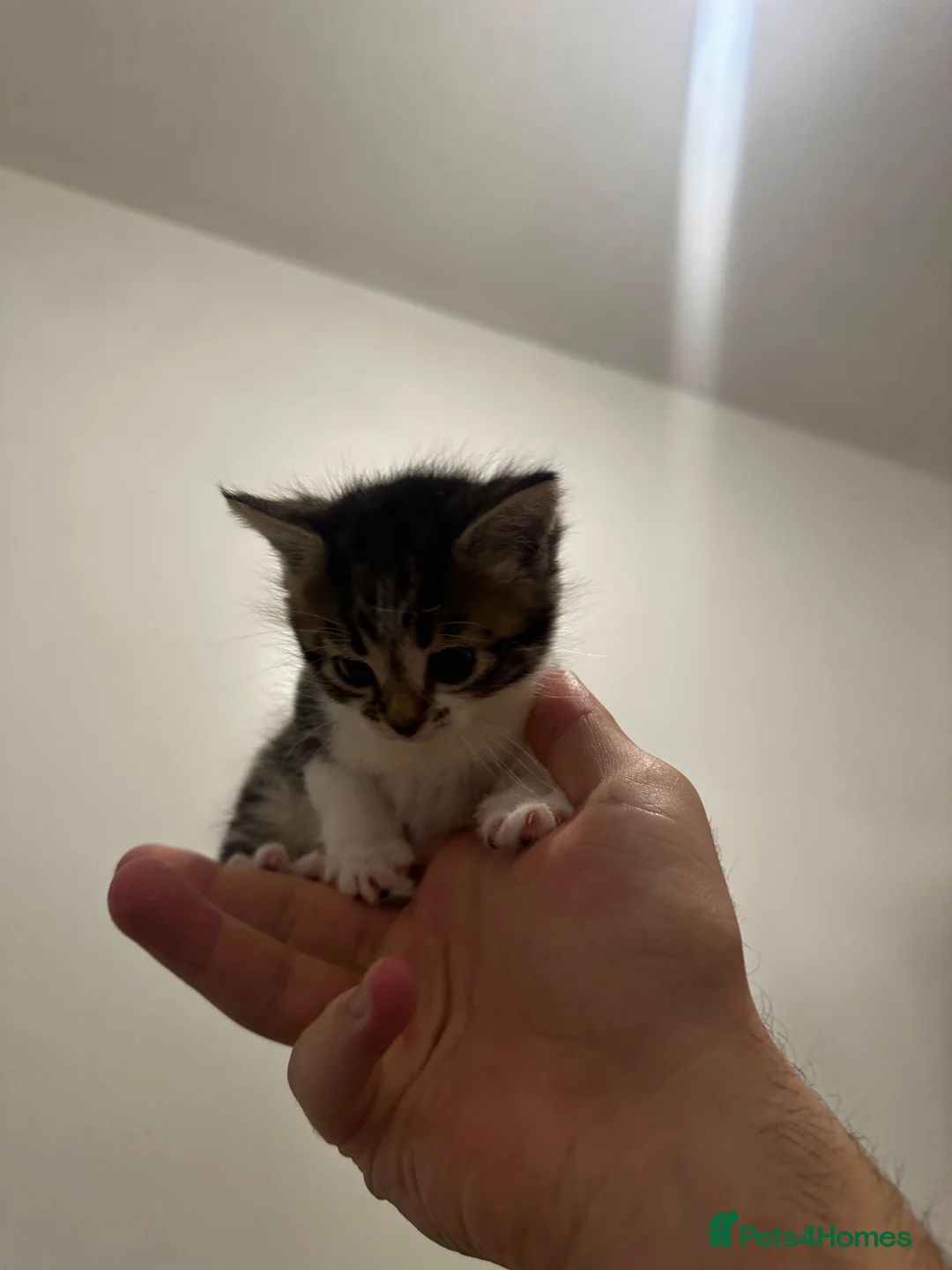 Mixed Breed cats for sale: 4 Lovely kittens  in Accrington - Advert 1