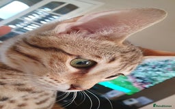 Savannah cats for sale: Fabulous F5 SBT Savannah Kittens! REDUCED! - Image 4