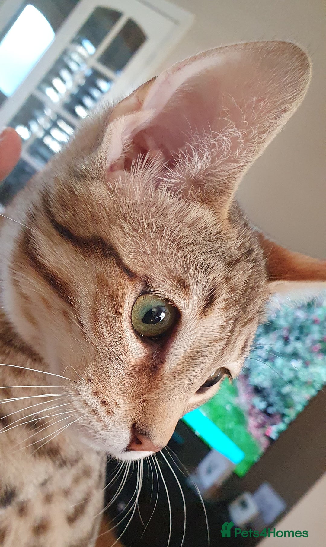 Savannah cats for sale: Fabulous F5 SBT Savannah Kittens! REDUCED! - Image 4