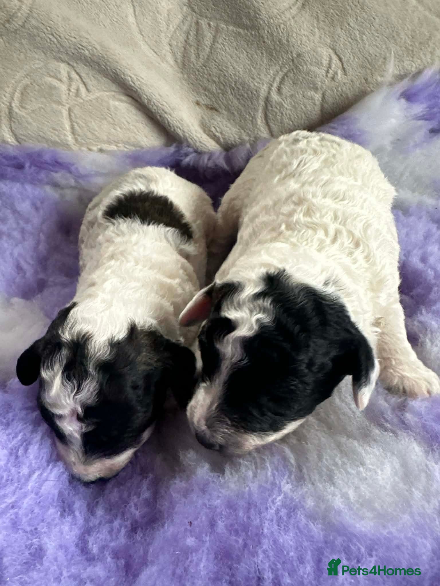 Cavapoo dogs F1b cavapoo pups extensively health tested - Advert 18