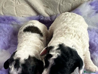 Cavapoo dogs F1b cavapoo pups extensively health tested - Advert 18