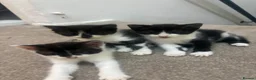 British Shorthair cats for sale: Beautiful black and white kittens ready - Advert 7