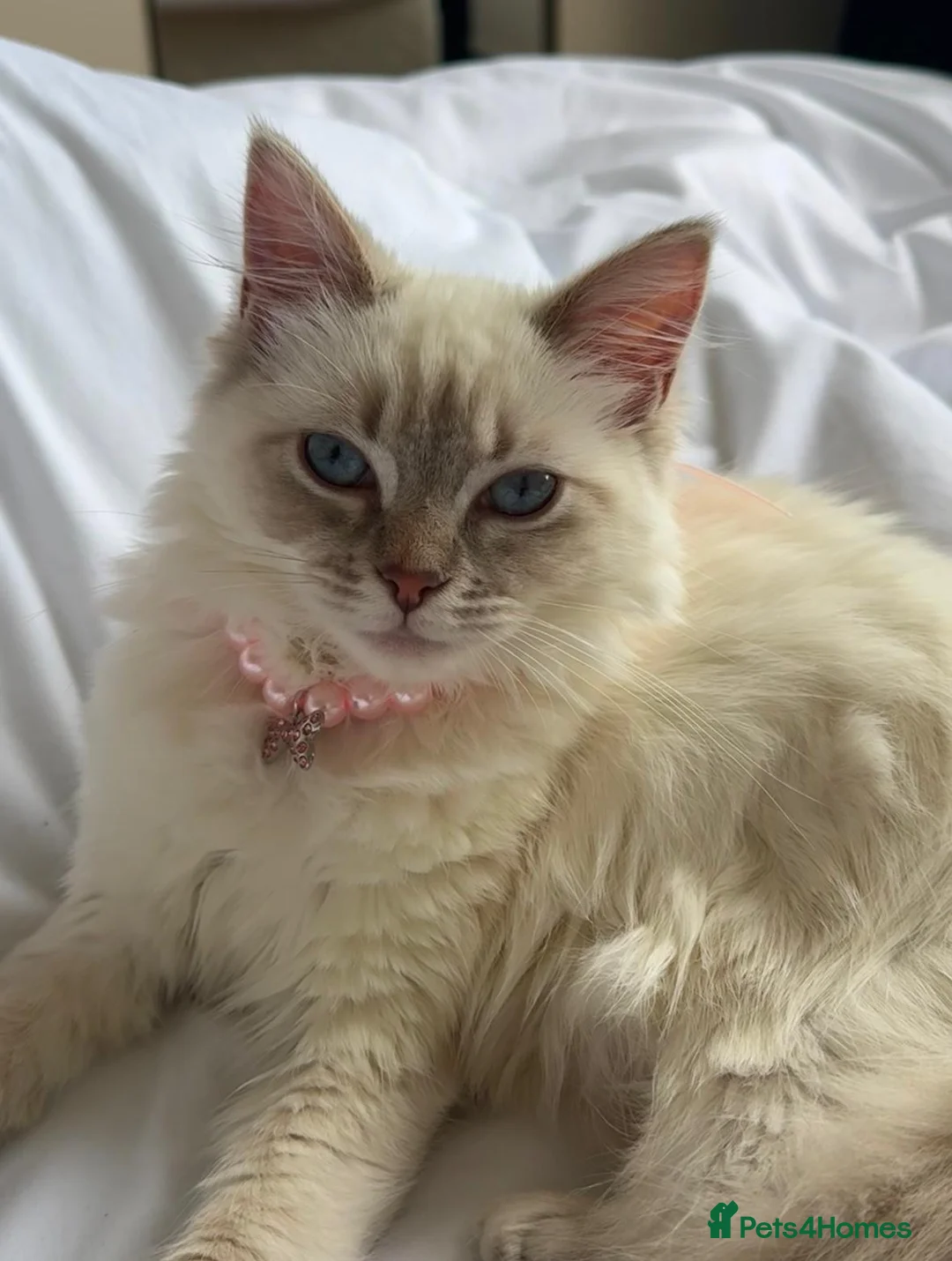 Ragdoll cats for sale: Adorable Ragdoll x Bombay Kittens  - Advert 1