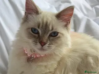 Ragdoll cats Adorable Ragdoll x Bombay Kittens - Advert 3